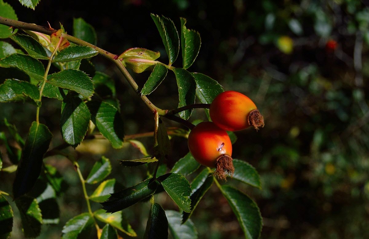 Gojibär på planta